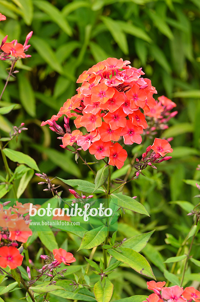 474019 - Garden phlox (Phlox paniculata 'Feuerspiegel')