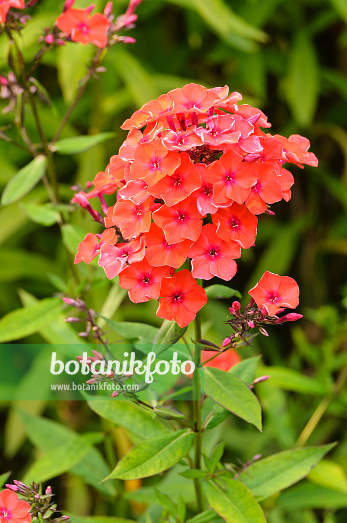 474020 - Garden phlox (Phlox paniculata 'Feuerspiegel')