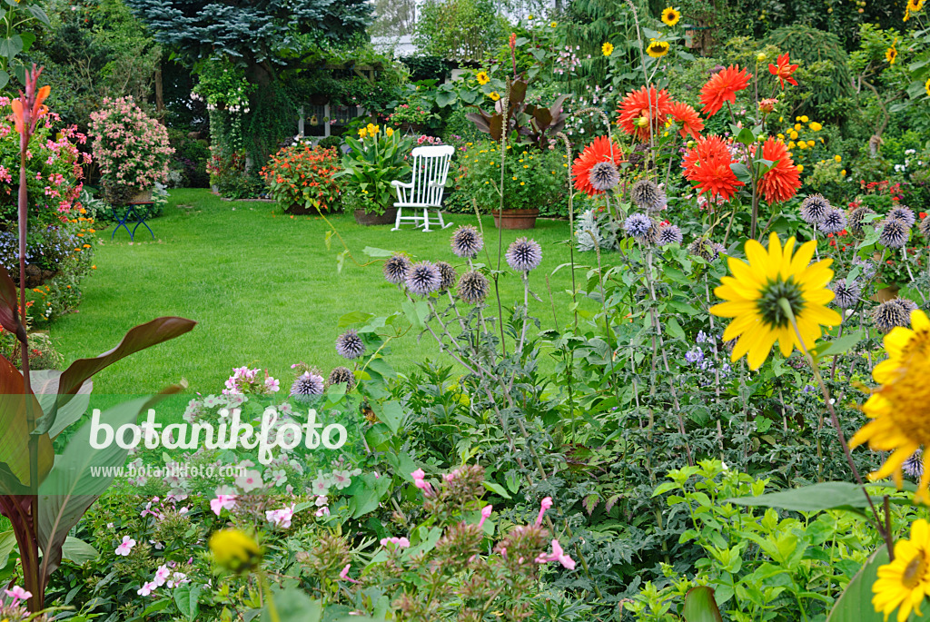 475295 - Garden phlox (Phlox paniculata), great globe thistle (Echinops sphaerocephalus), dahlia (Dahlia) and common sunflower (Helianthus annuus)