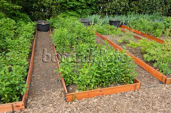544106 - Garden phlox (Phlox paniculata) in propagation beds