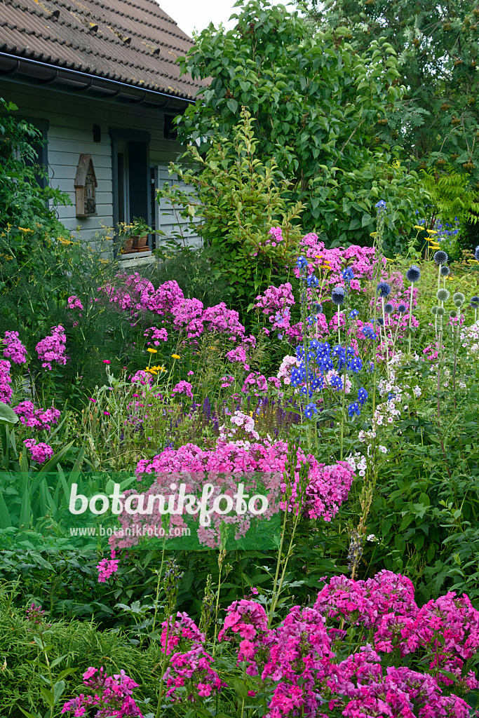 558018 - Garden phlox (Phlox paniculata) and larkspurs (Delphinium)