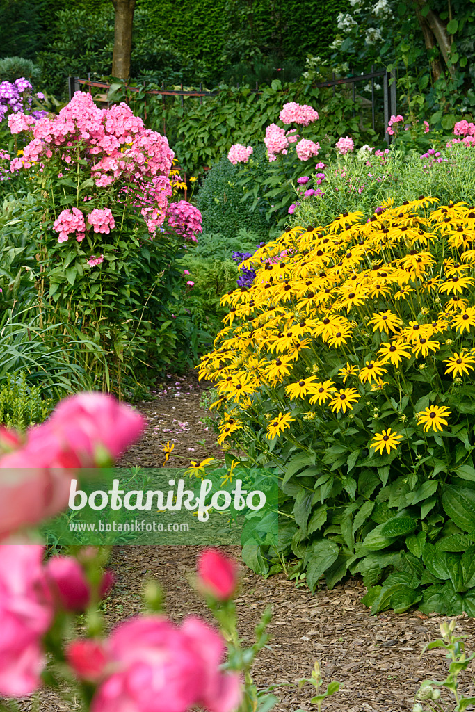 559089 - Garden phlox (Phlox paniculata) and orange cone flower (Rudbeckia fulgida)