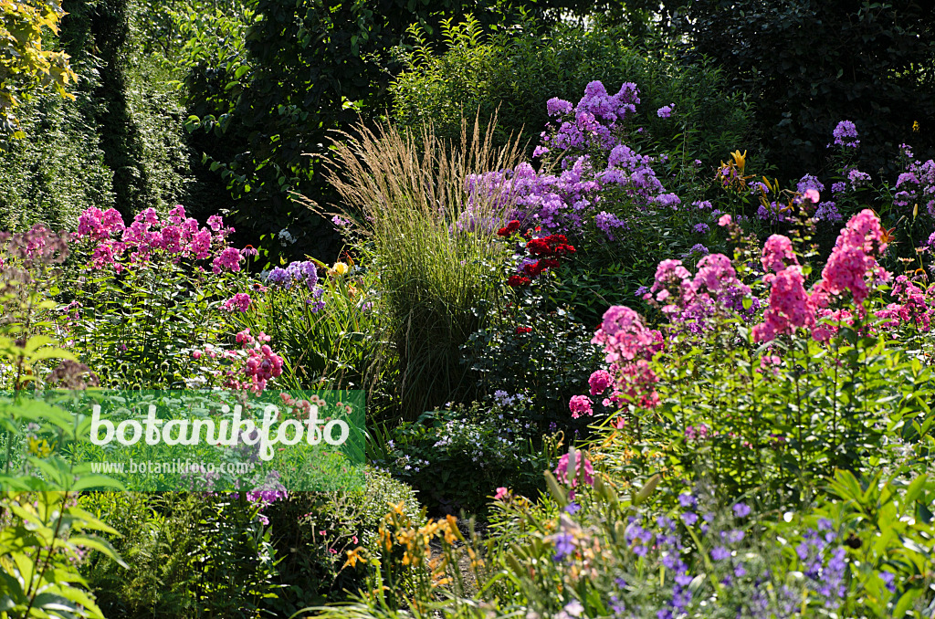 498306 - Garden phlox (Phlox paniculata) and reed grass (Calamagrostis x acutiflora 'Karl Foerster')