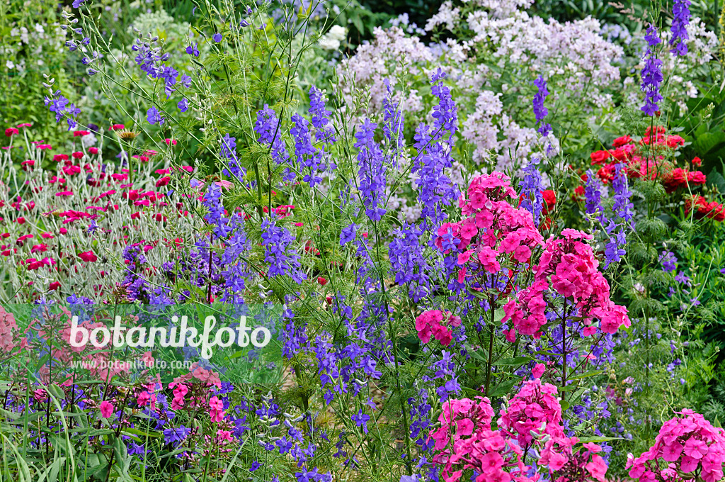 474105 - Garden phlox (Phlox paniculata) and rocket larkspur (Consolida ajacis)