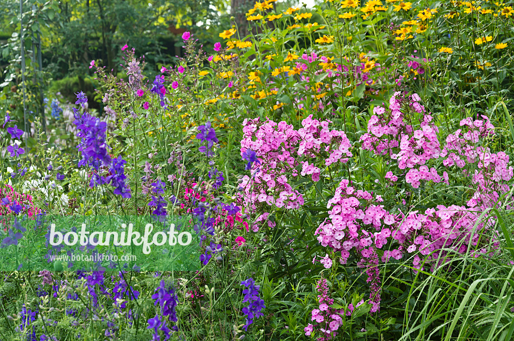 510064 - Garden phlox (Phlox paniculata) and rocket larkspur (Consolida ajacis)