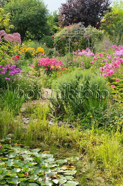 534523 - Garden phlox (Phlox paniculata) and rose (Rosa) with garden pavilion