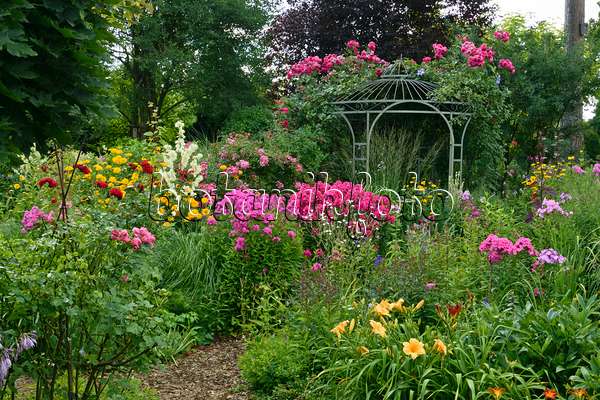 558012 - Garden phlox (Phlox paniculata), roses (Rosa) and day lilies (Hemerocallis) in front of a garden pavilion