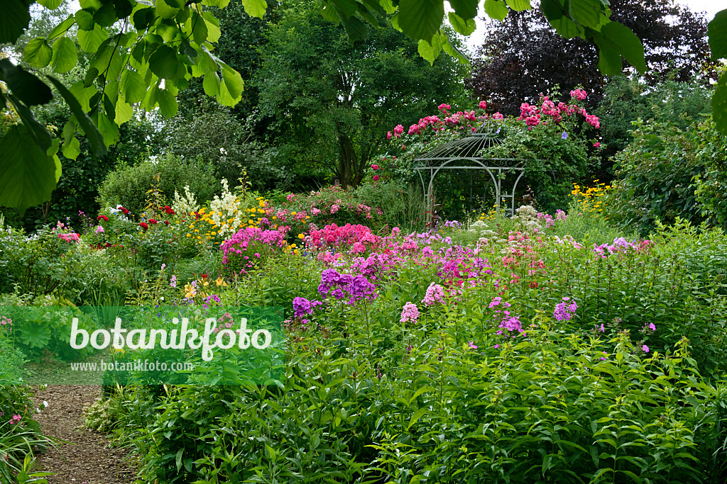 558014 - Garden phlox (Phlox paniculata) and roses (Rosa) in front of a garden pavilion