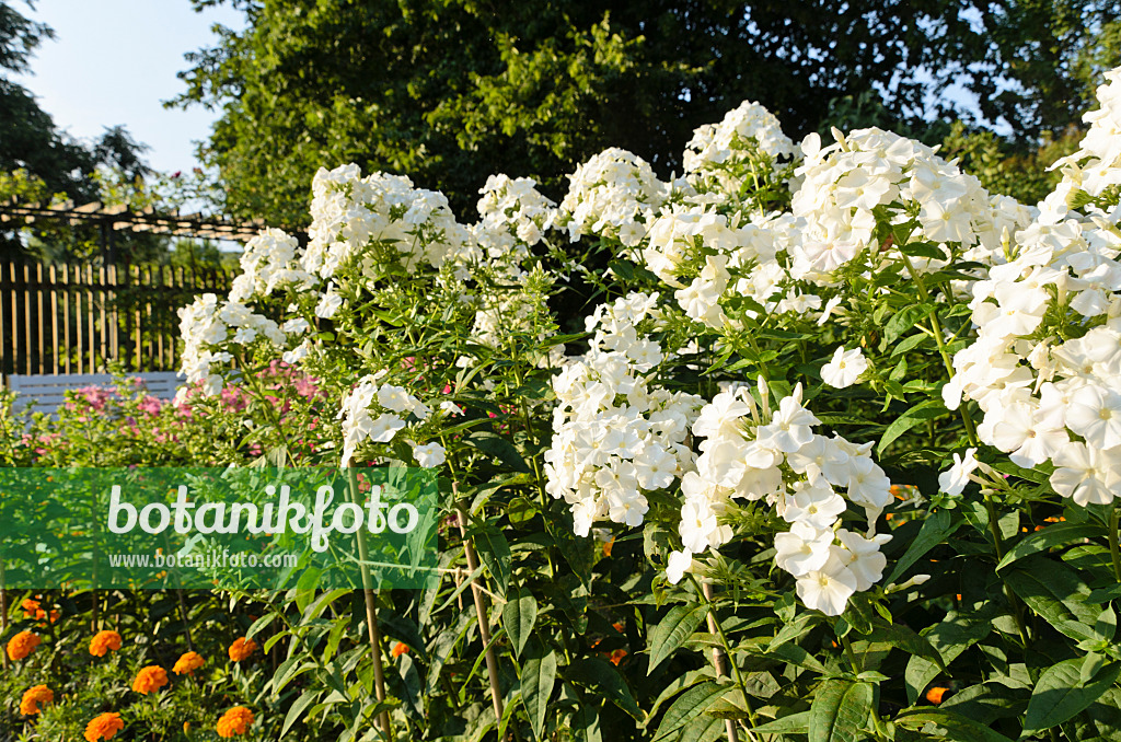 498068 - Garden phlox (Phlox paniculata 'Schneeferner')