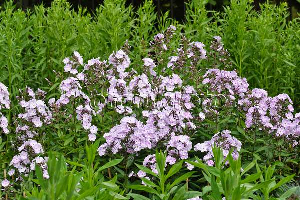 474018 - Garden phlox (Phlox paniculata 'Violetta Gloriosa')
