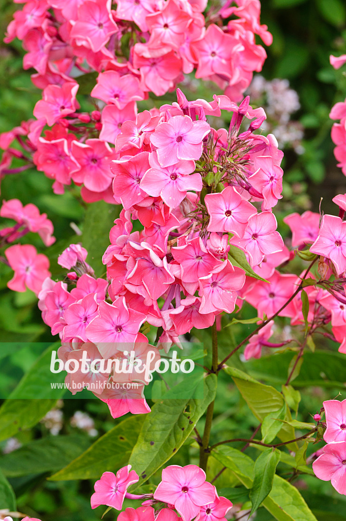 474180 - Garden phlox (Phlox paniculata 'Württembergia')