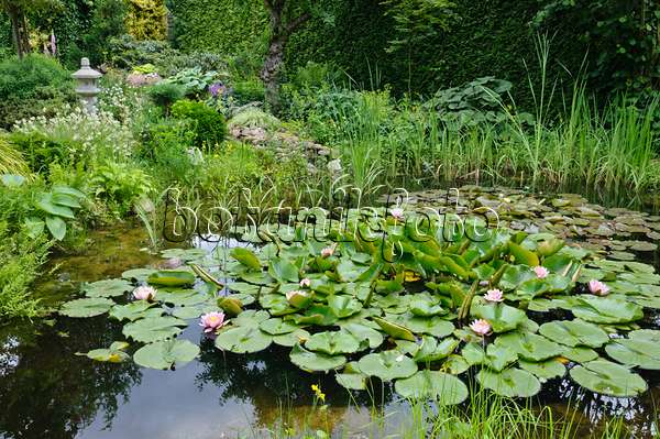 473084 - Garden pond with water lilies (Nymphaea)