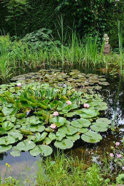 473085 - Garden pond with water lilies (Nymphaea)