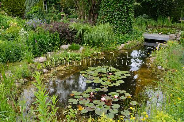 473115 - Garden pond with water lilies (Nymphaea)