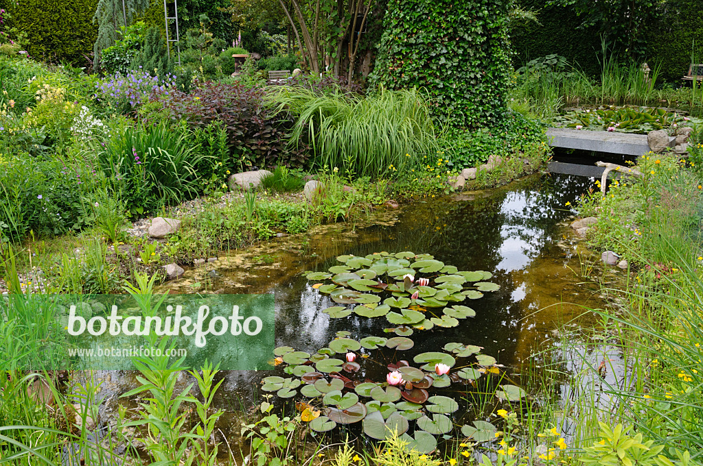 473115 - Garden pond with water lilies (Nymphaea)