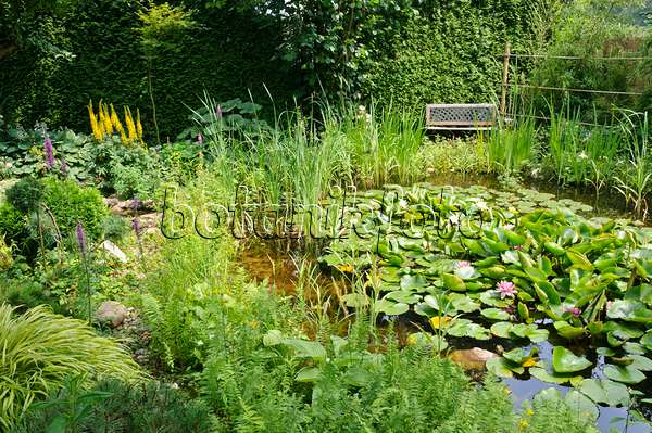474084 - Garden pond with water lilies (Nymphaea)