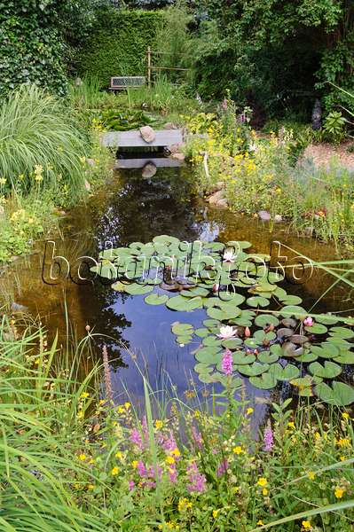 474148 - Garden pond with water lilies (Nymphaea)