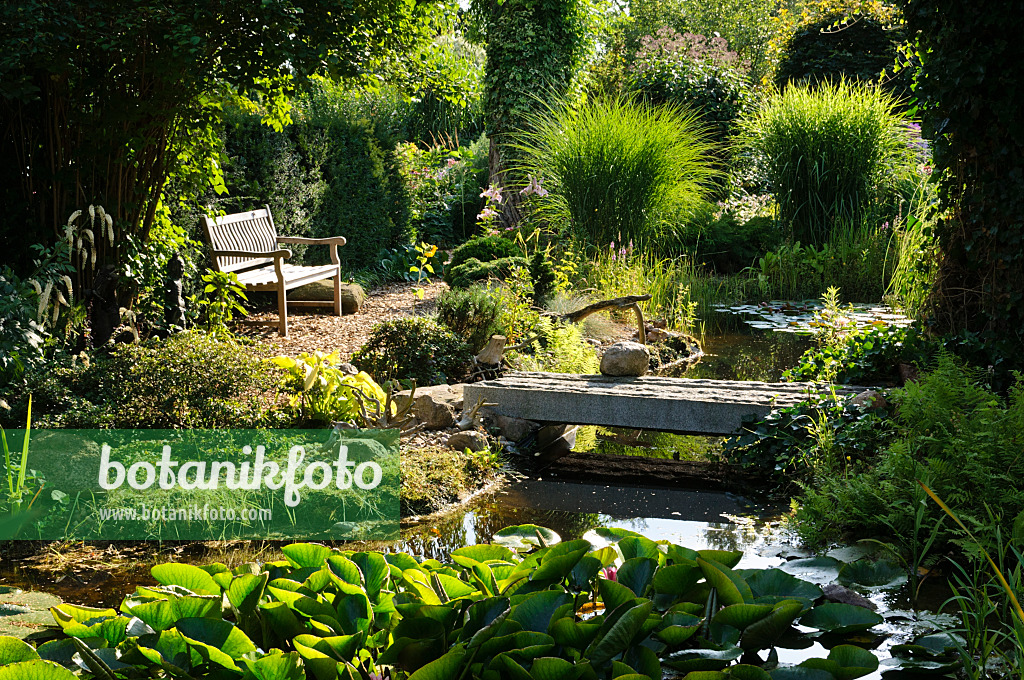 474444 - Garden pond with water lilies (Nymphaea)