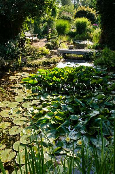 474445 - Garden pond with water lilies (Nymphaea)