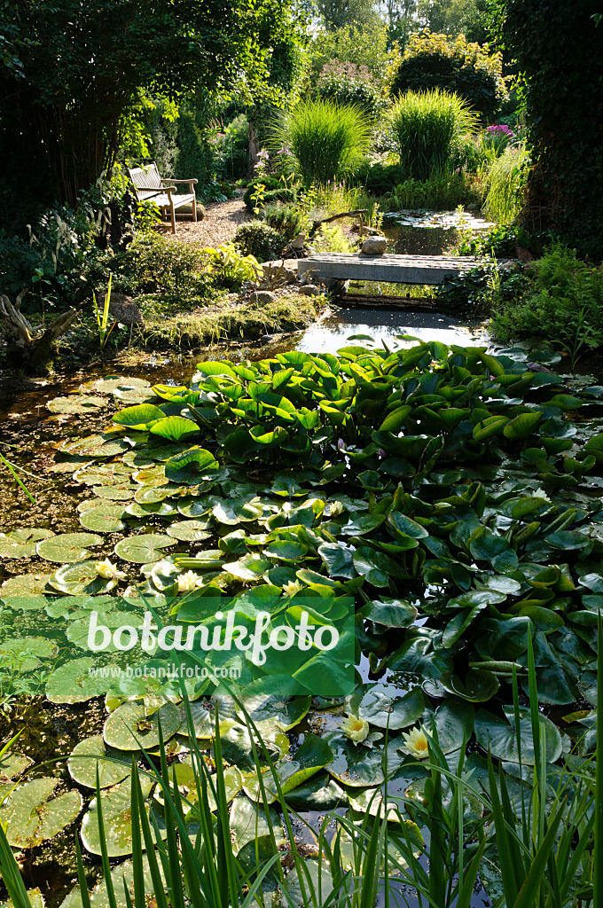 474445 - Garden pond with water lilies (Nymphaea)