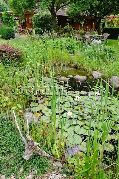 486010 - Garden pond with water lilies (Nymphaea)