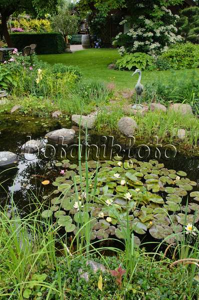 545137 - Garden pond with water lilies (Nymphaea)