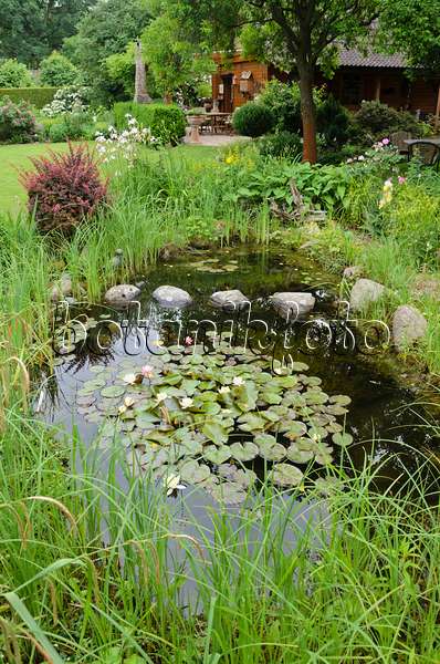 545138 - Garden pond with water lilies (Nymphaea)