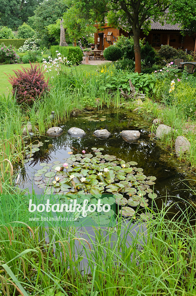 545138 - Garden pond with water lilies (Nymphaea)