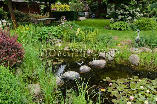 545139 - Garden pond with water lilies (Nymphaea)
