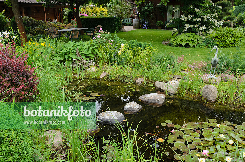 545139 - Garden pond with water lilies (Nymphaea)