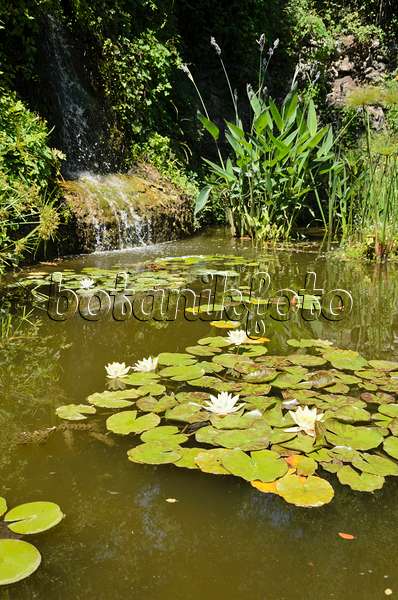 557295 - Garden pond with water lilies (Nymphaea)