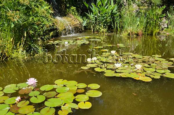 557296 - Garden pond with water lilies (Nymphaea)