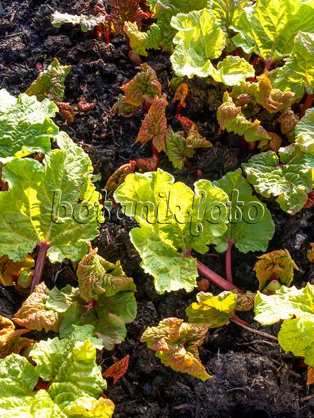 458013 - Garden rhubarb (Rheum rhabarbarum syn. Rheum undulatum)