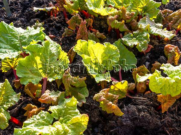 458014 - Garden rhubarb (Rheum rhabarbarum syn. Rheum undulatum)