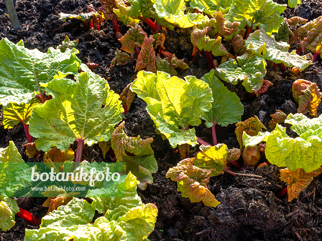 458014 - Garden rhubarb (Rheum rhabarbarum syn. Rheum undulatum)