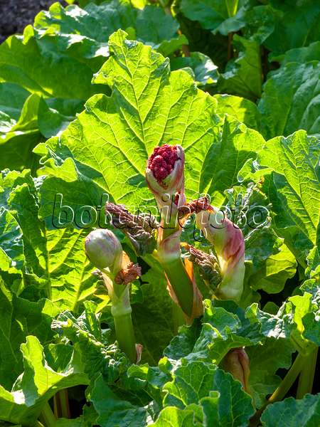 459014 - Garden rhubarb (Rheum rhabarbarum syn. Rheum undulatum)