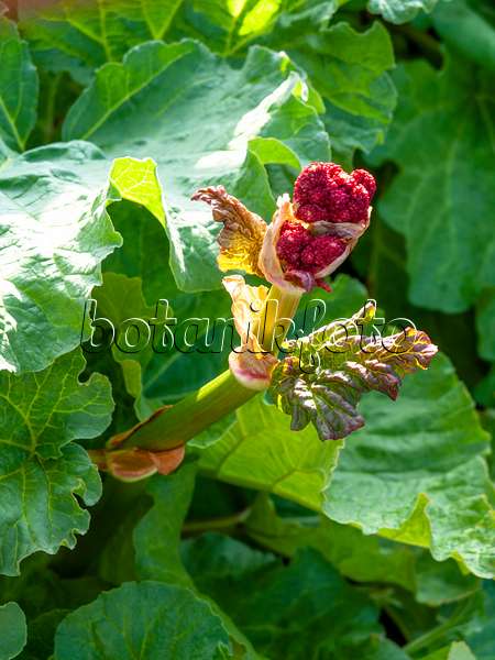 459015 - Garden rhubarb (Rheum rhabarbarum syn. Rheum undulatum)