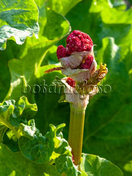459016 - Garden rhubarb (Rheum rhabarbarum syn. Rheum undulatum)