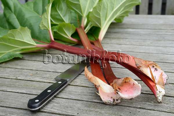 531230 - Garden rhubarb (Rheum rhabarbarum syn. Rheum undulatum)