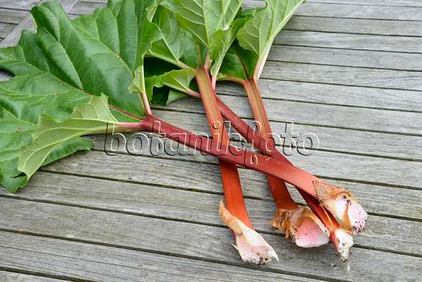 531231 - Garden rhubarb (Rheum rhabarbarum syn. Rheum undulatum)