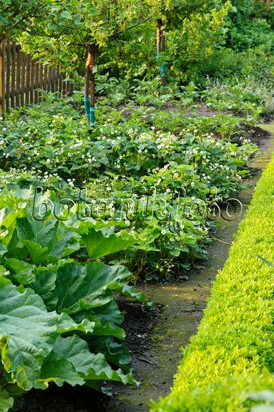 484334 - Garden rhubarbs (Rheum rhabarbarum syn. Rheum undulatum) and garden strawberry (Fragaria x ananassa)