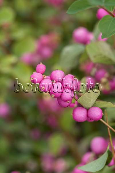 638355 - Garden snowberry (Symphoricarpos x doorenbosii 'Amethyst')