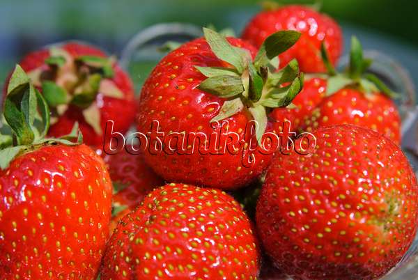 481027 - Garden strawberry (Fragaria x ananassa)