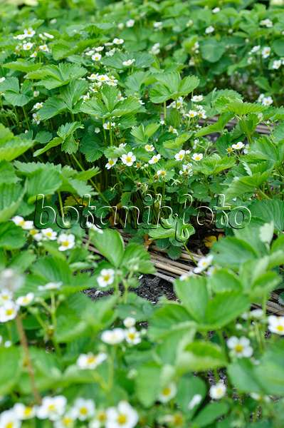 484294 - Garden strawberry (Fragaria x ananassa)