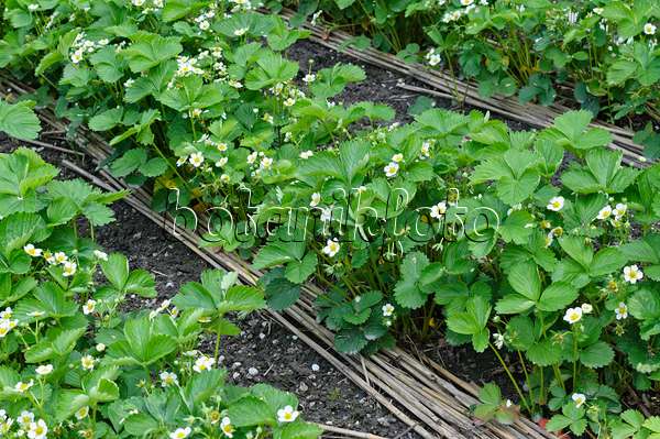 484295 - Garden strawberry (Fragaria x ananassa)