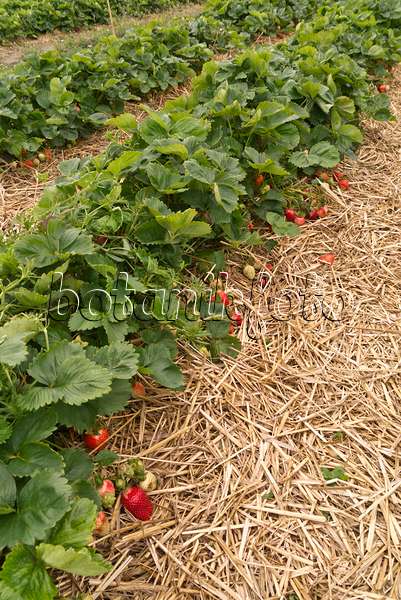 545171 - Garden strawberry (Fragaria x ananassa)