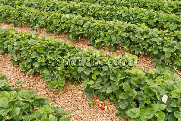 545172 - Garden strawberry (Fragaria x ananassa)