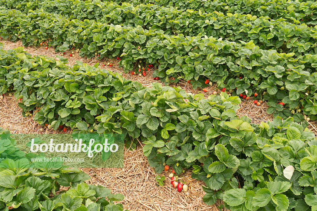 545172 - Garden strawberry (Fragaria x ananassa)