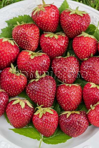 616010 - Garden strawberry (Fragaria x ananassa)