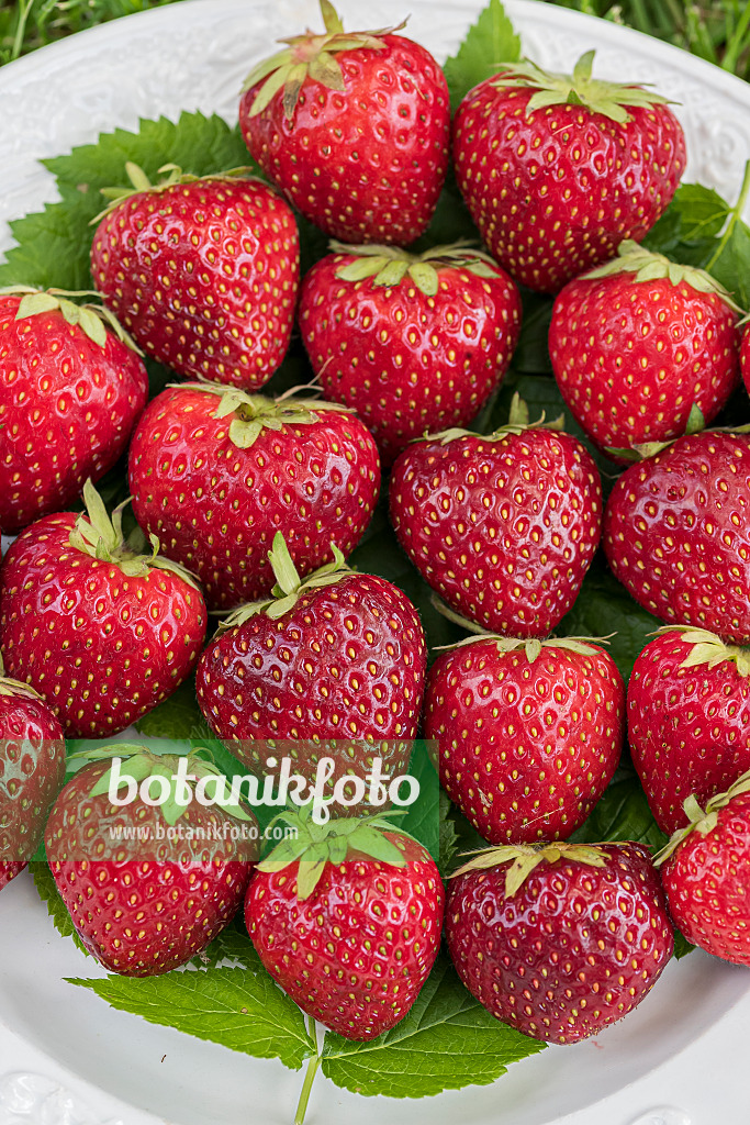 616010 - Garden strawberry (Fragaria x ananassa)